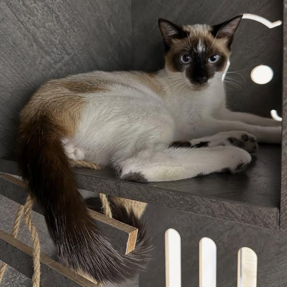 RIDDLE, a ADOPTABLE Snowshoe in Madison, WI image 3/4