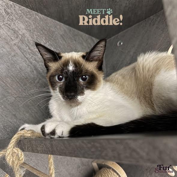 RIDDLE, a ADOPTABLE Snowshoe in Madison, WI image 1/4