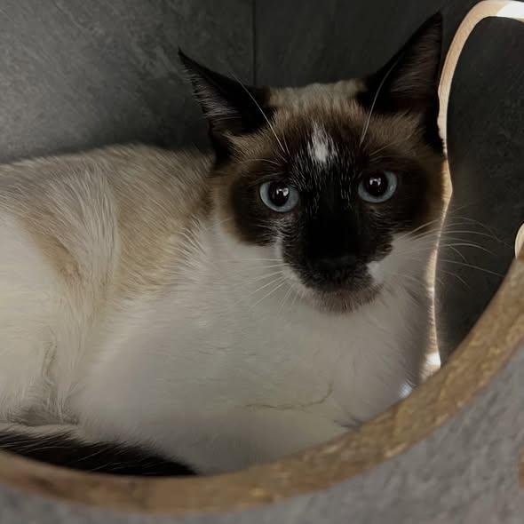 RIDDLE, a ADOPTABLE Snowshoe in Madison, WI image 2/4