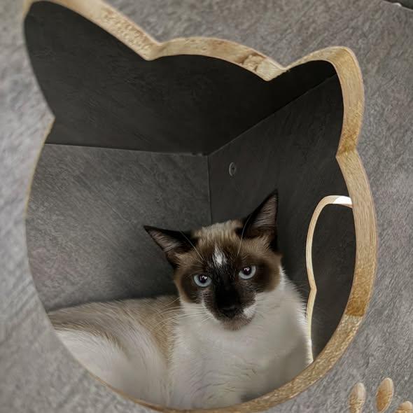 RIDDLE, a ADOPTABLE Snowshoe in Madison, WI image 4/4