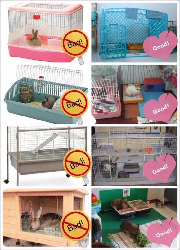 Toffee & Taffee, a Adoptable English Spot in Lake Elsinore, CA image 1/8