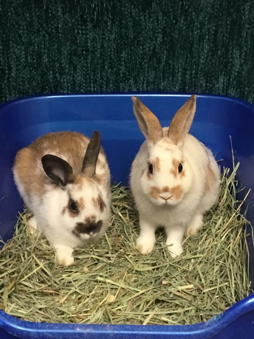 Toffee & Taffee, a Adoptable English Spot in Lake Elsinore, CA image 3/8