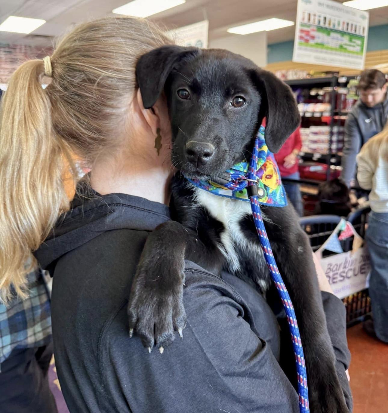 Enlarge Inky and siblings, a ADOPTABLE mixed breed in Louisburg, KS image 2/6