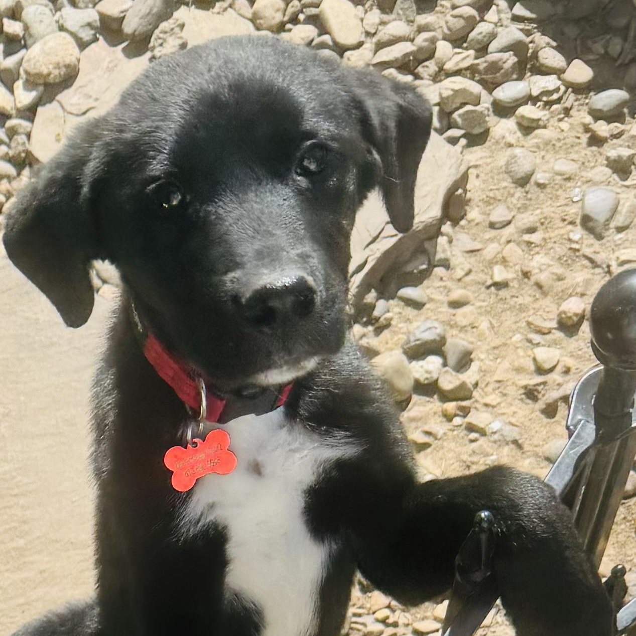 Enlarge Inky and siblings, a ADOPTABLE mixed breed in Louisburg, KS image 6/6