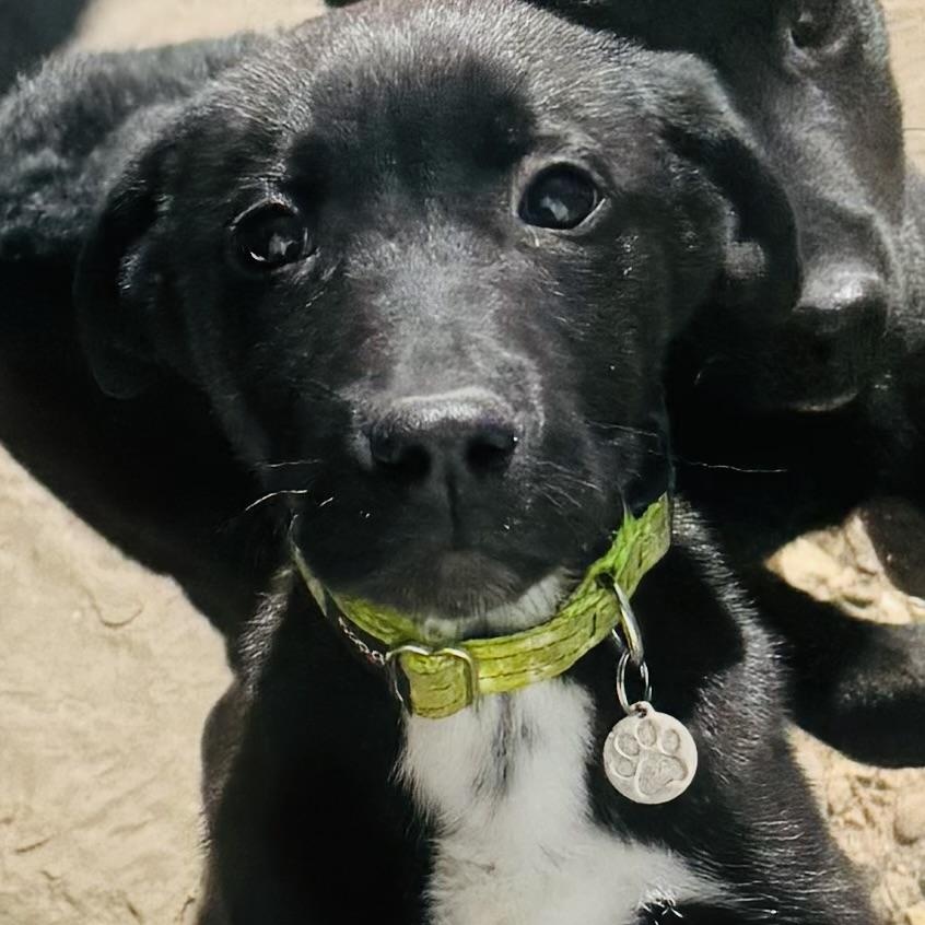Enlarge Inky and siblings, a ADOPTABLE mixed breed in Louisburg, KS image 4/6