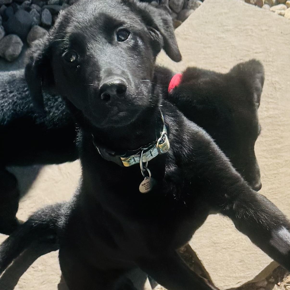 Enlarge Inky and siblings, a ADOPTABLE mixed breed in Louisburg, KS image 3/6