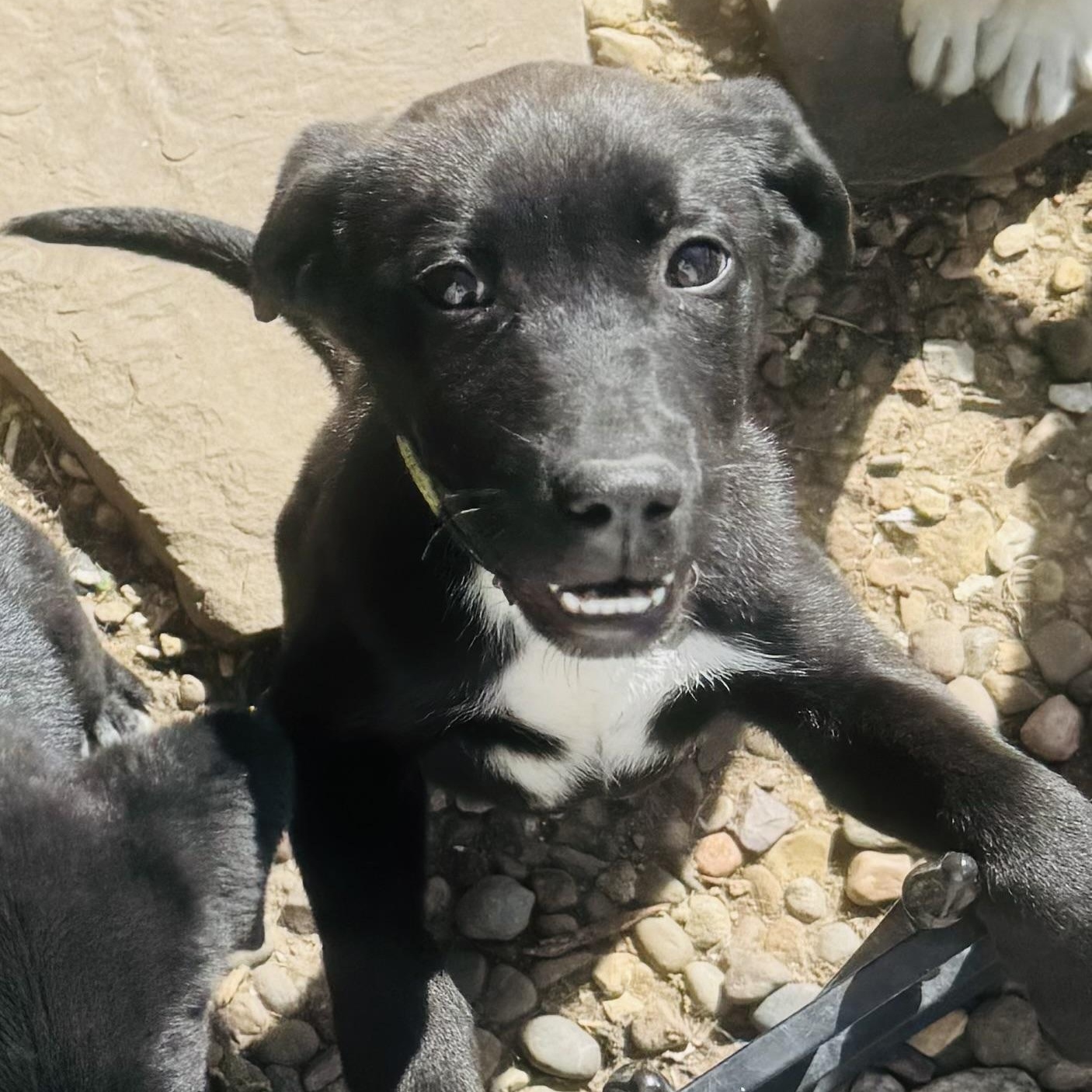 Enlarge Inky and siblings, a ADOPTABLE mixed breed in Louisburg, KS image 5/6