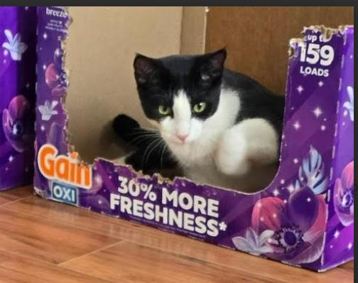 Enlarge Meatball, a ADOPTABLE Domestic Short Hair in Pacific Palisades, CA image 2/2