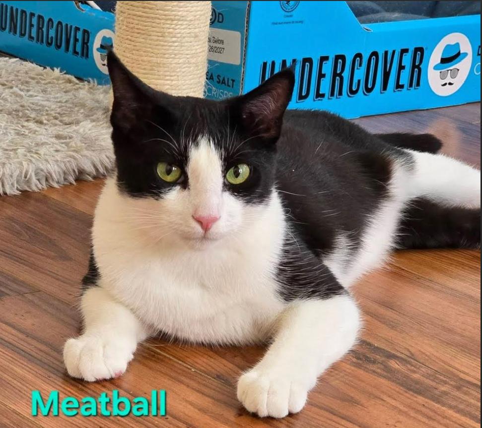 Enlarge Meatball, a ADOPTABLE Domestic Short Hair in Pacific Palisades, CA image 1/2
