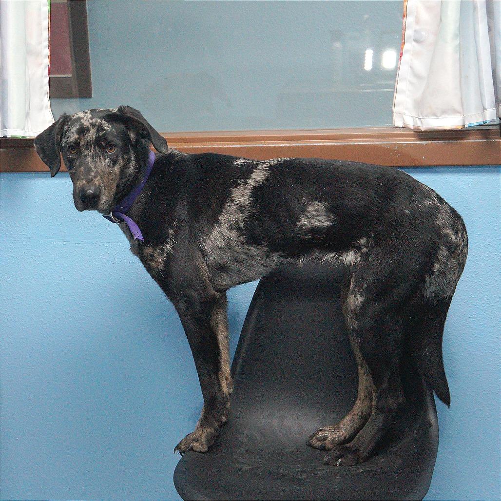 Vicky, Adoptable, Young Female Catahoula Leopard Dog & Black Labrador Retriever.