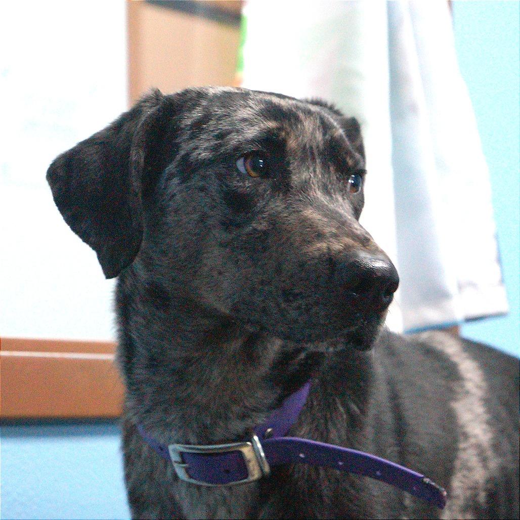 Enlarge Vicky, a Adoptable mixed breed in Idaho Falls, ID image 2/6