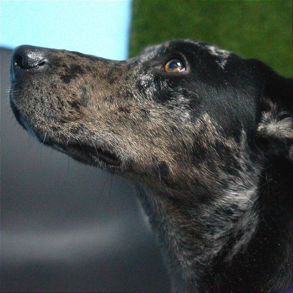 Enlarge Vicky, a Adoptable mixed breed in Idaho Falls, ID image 4/6