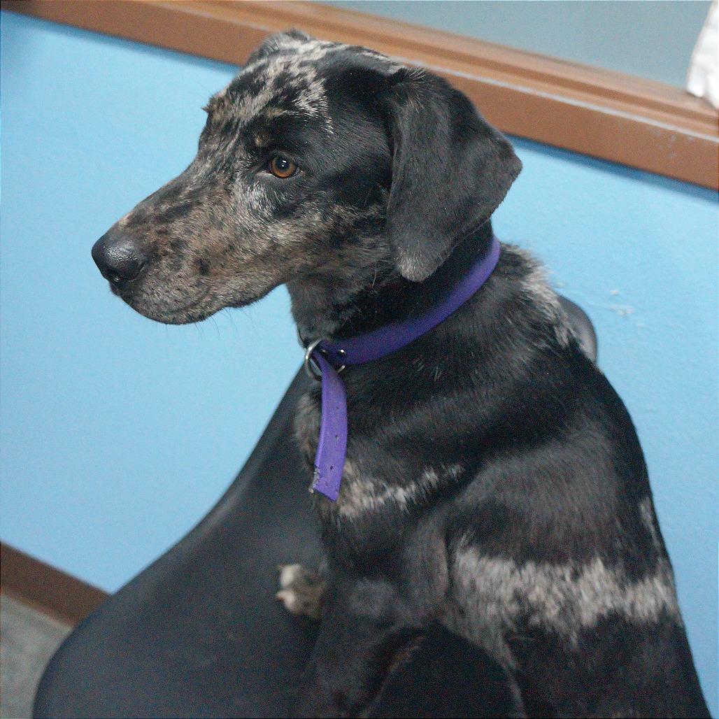 Enlarge Vicky, a Adoptable mixed breed in Idaho Falls, ID image 6/6