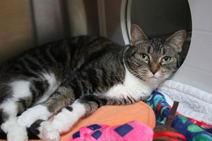 Mrs. Norris, a Adoptable mixed breed in Brunswick, GA image 1/2