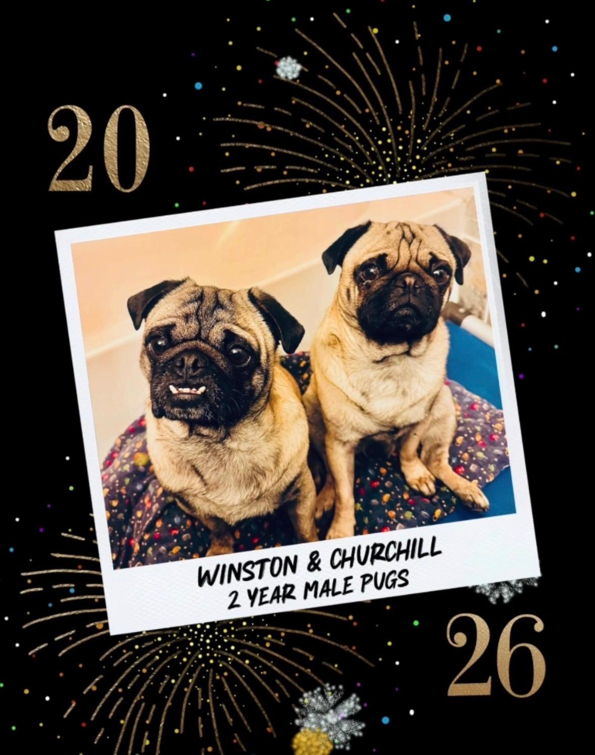 Enlarge WINSTON & CHURCHILL – 2  YEAR MALE PUGS –BONDED PAIR@ PETCO, 5011 E. RAY ROAD, PHX 85044 ON 02/21/26, an adopted Pug in Mesa, AZ image 1/2