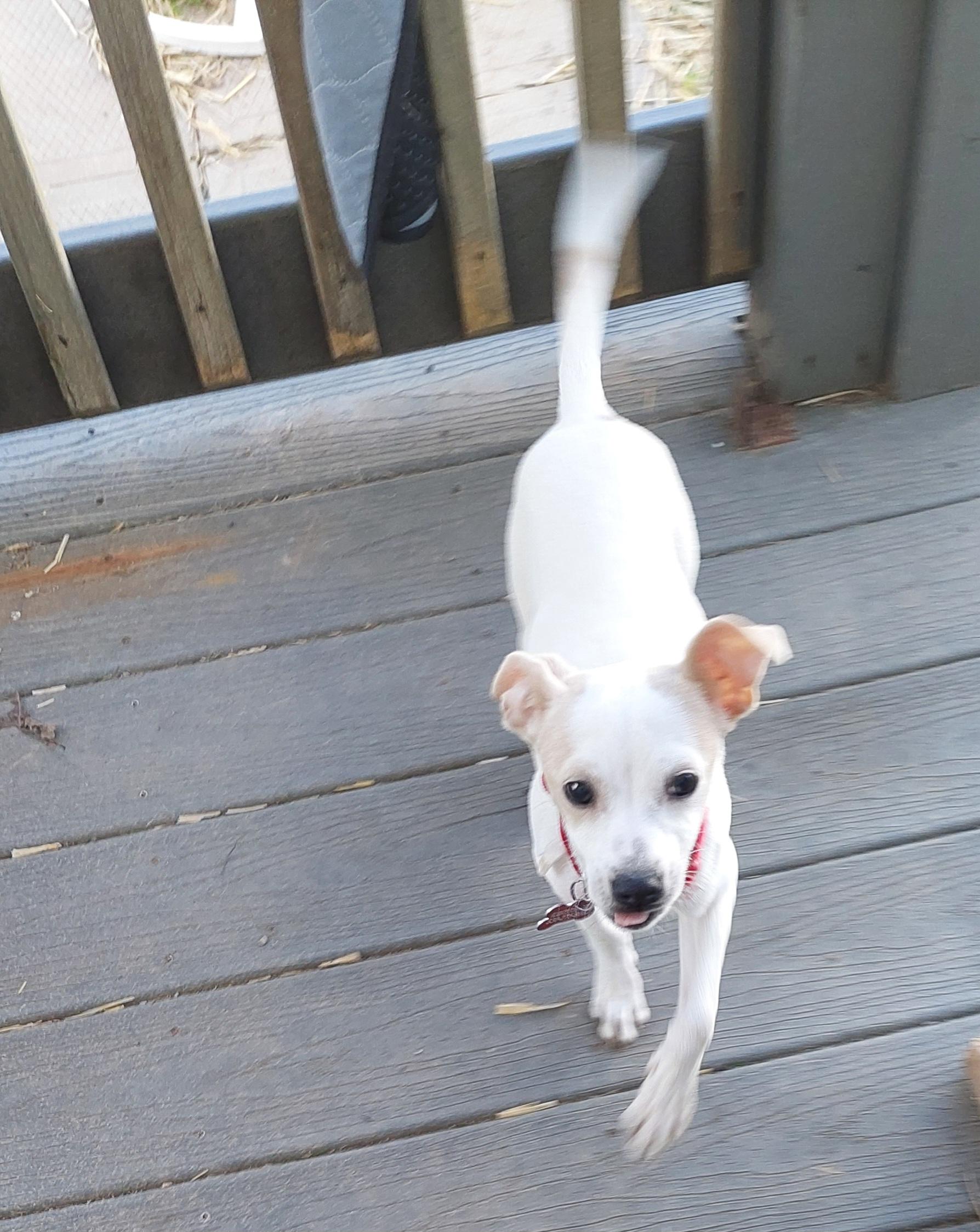 Enlarge Baylee, a ADOPTABLE Mixed Breed in Conesus, NY image 2/3