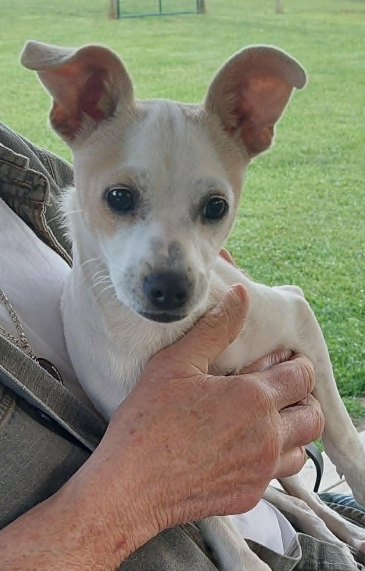 Baylee, ADOPTABLE, Puppy Female Chihuahua.