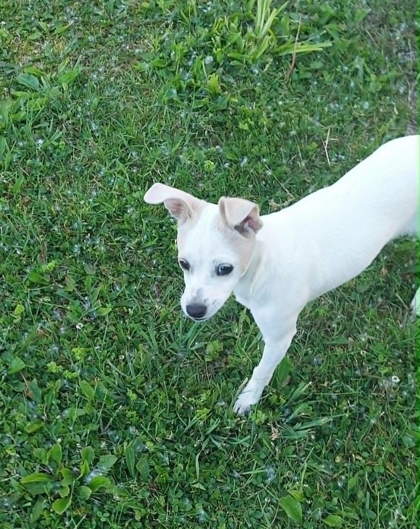 Baylee, a ADOPTABLE mixed breed in Conesus, NY image 2/6