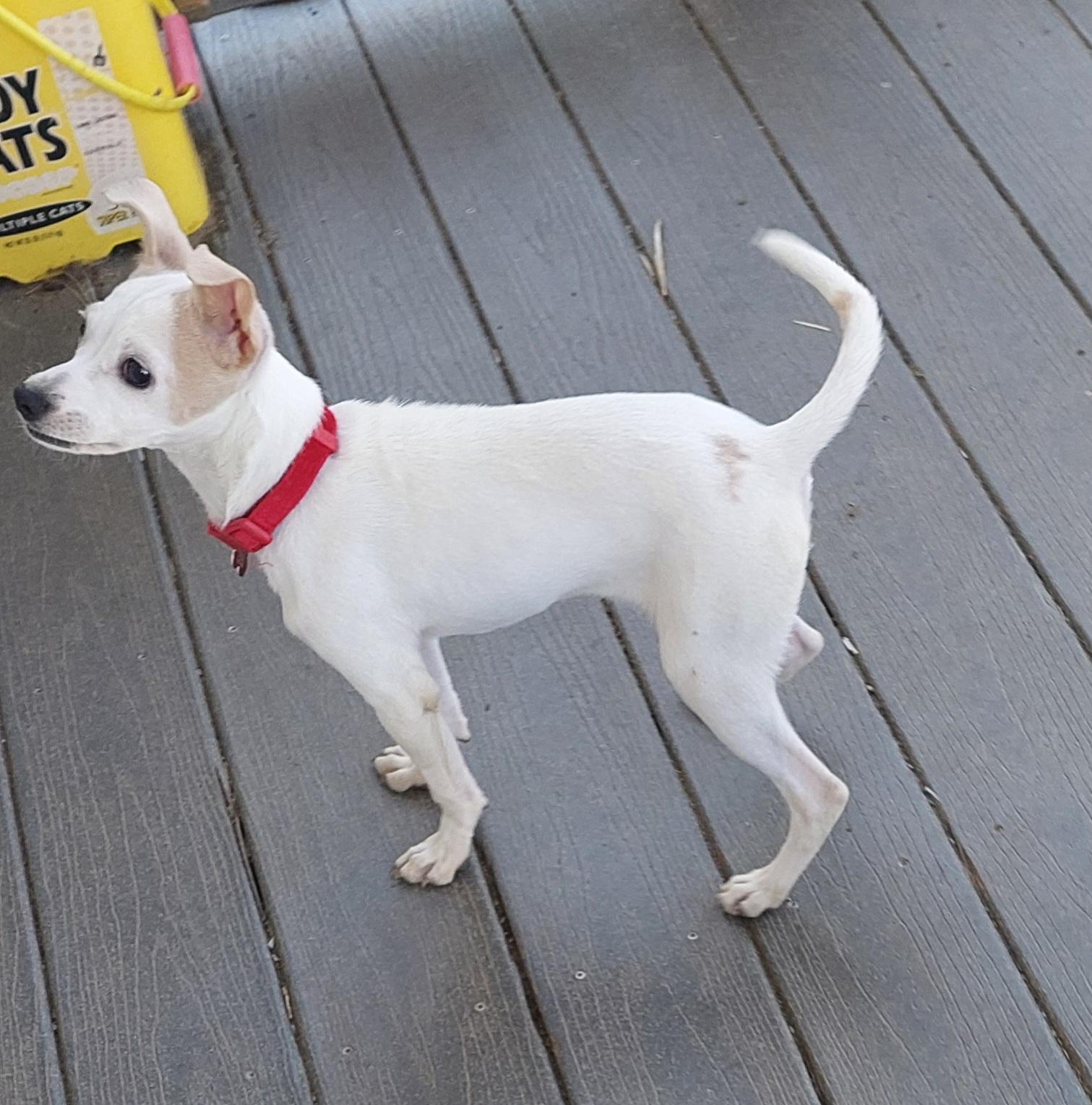 Baylee, ADOPTABLE, Puppy Female Mixed Breed.