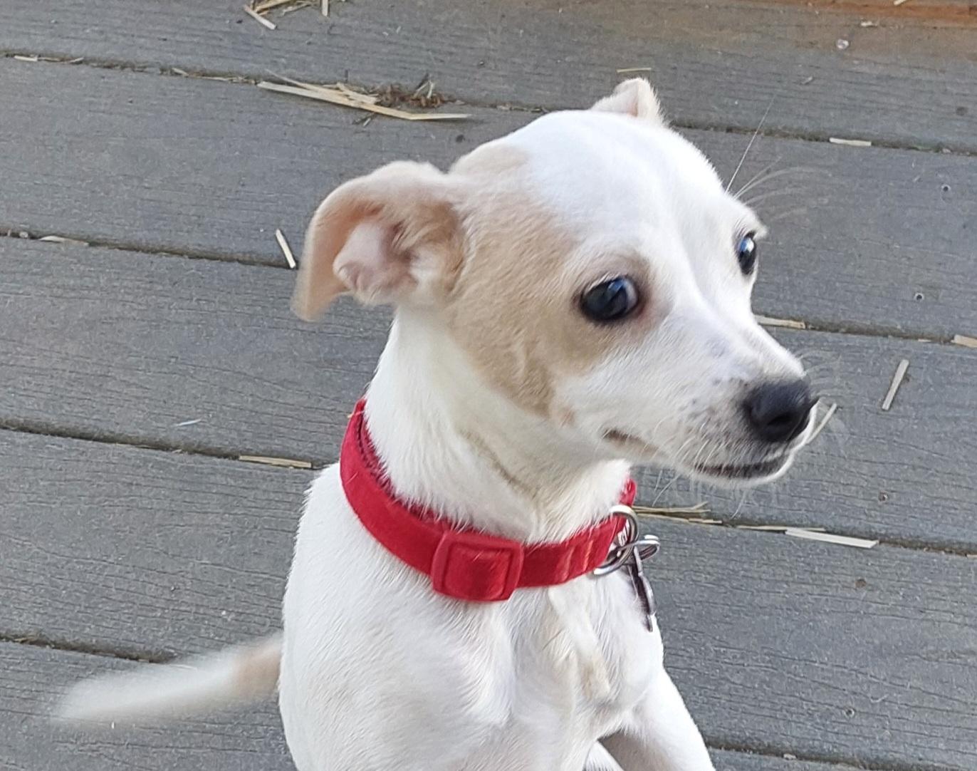 Enlarge Baylee, a ADOPTABLE Mixed Breed in Conesus, NY image 3/3