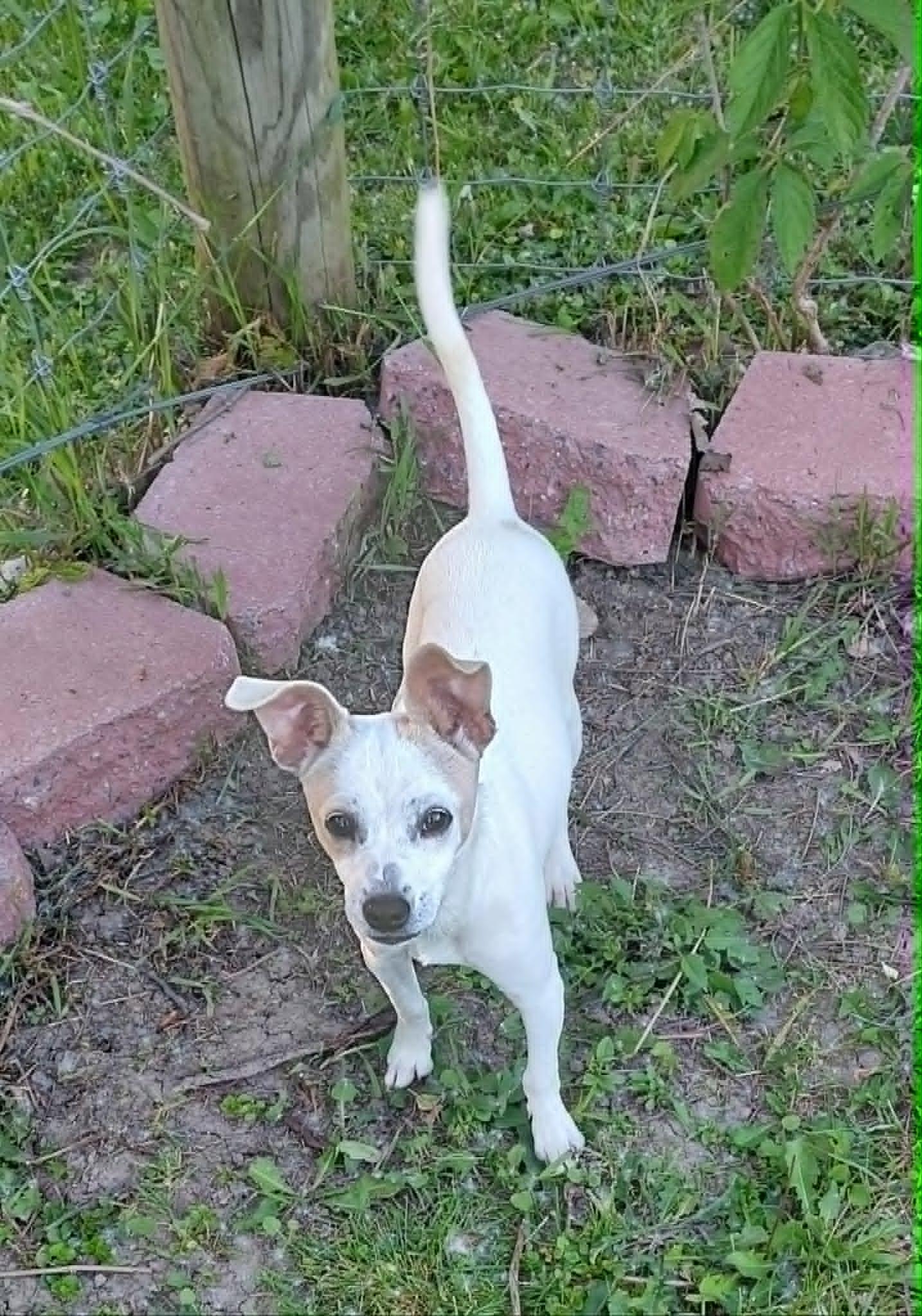 Baylee, a ADOPTABLE mixed breed in Conesus, NY image 3/6