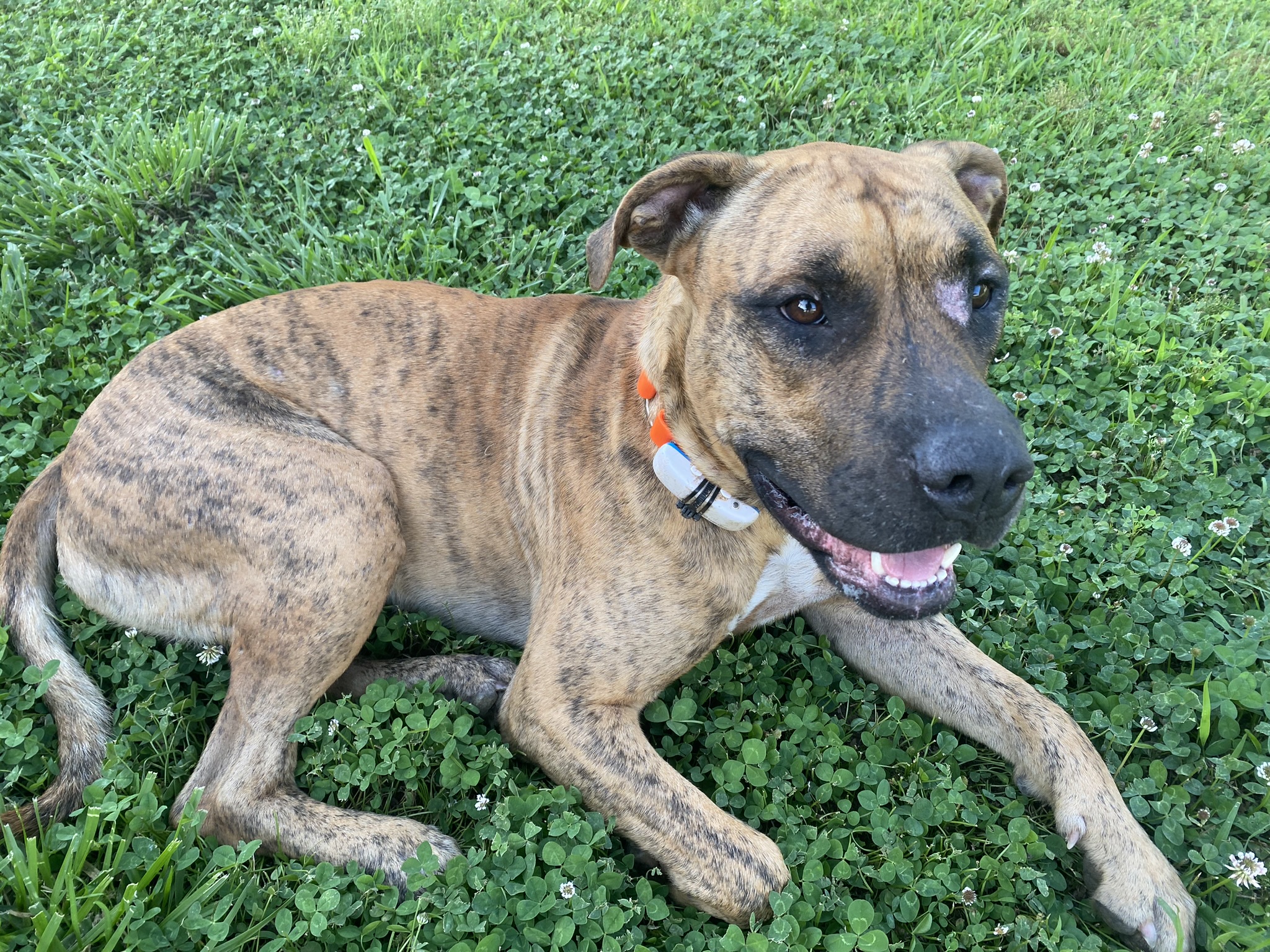 Brutus, Adopted, Young Male Mountain Cur & American Bully.