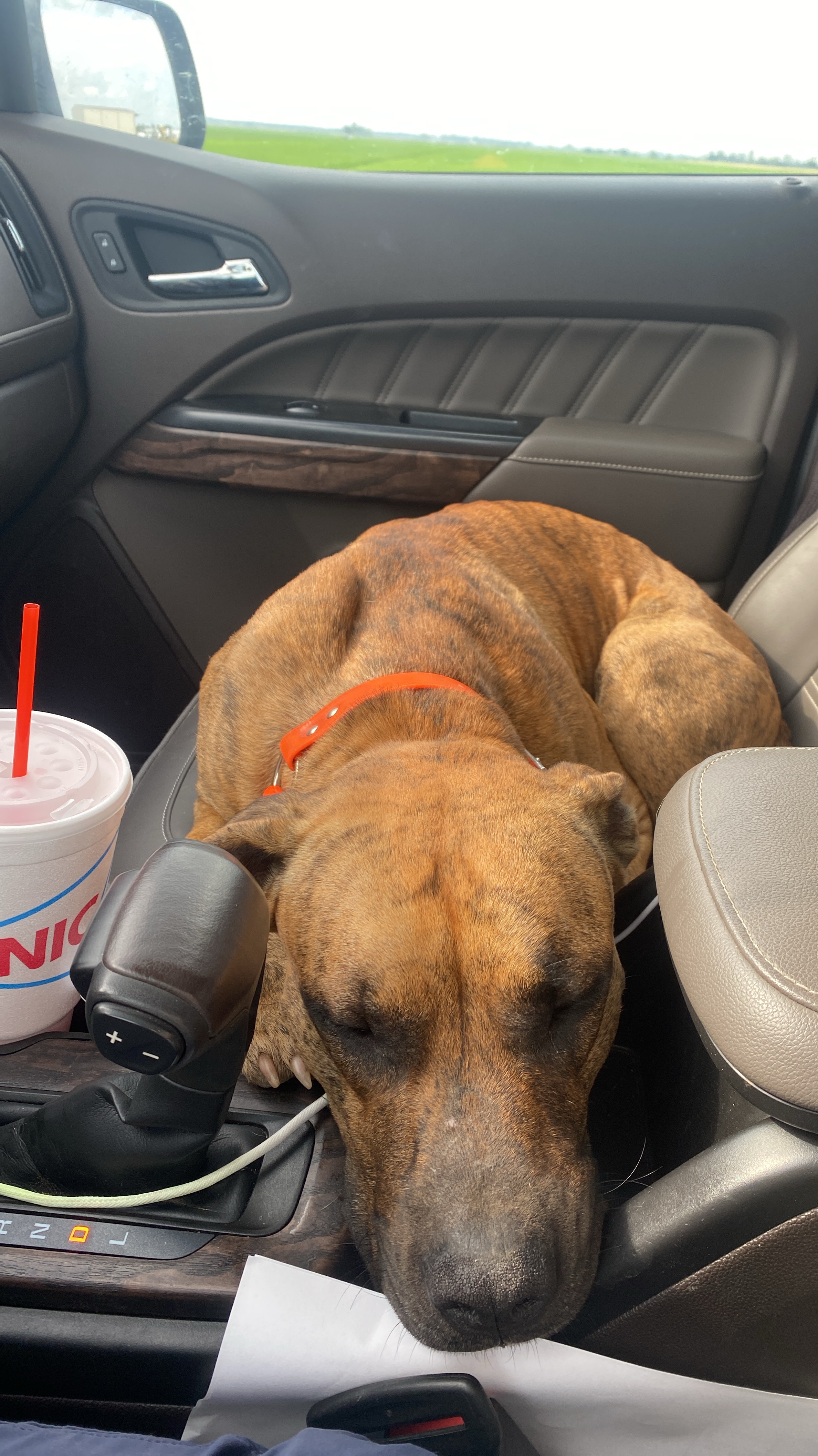 Enlarge Brutus, a Adopted mixed breed in Pocahontas, AR image 3/4