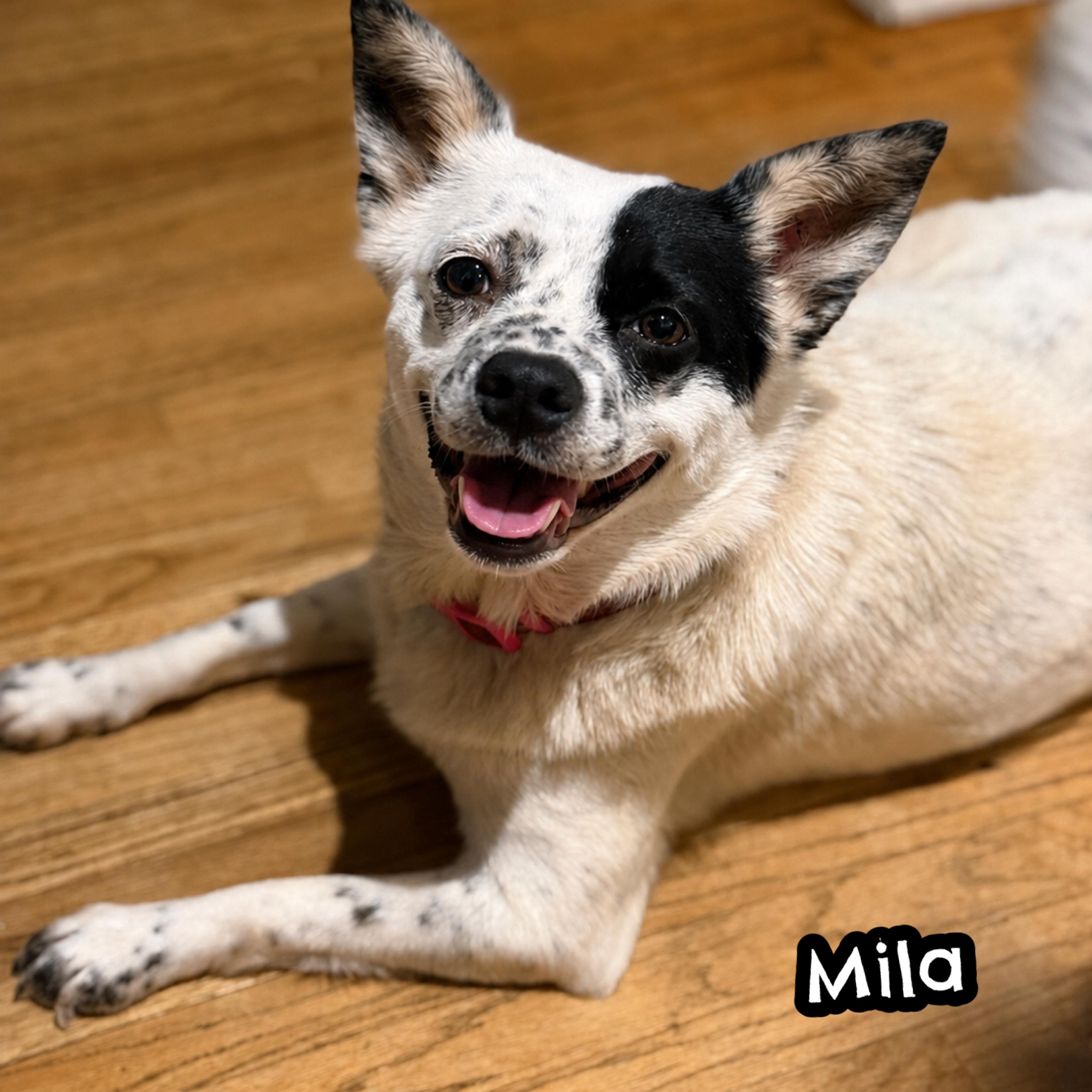 Enlarge Mila, a ADOPTABLE mixed breed in Glendora, CA image 6/6