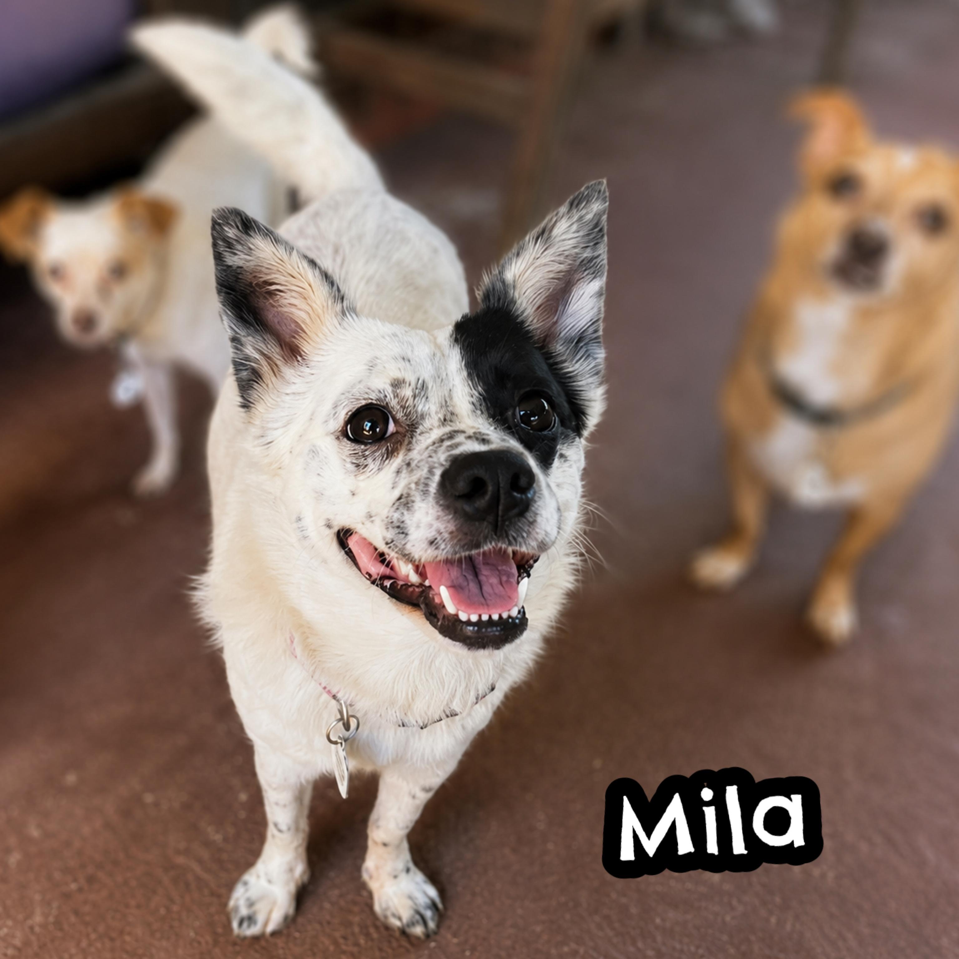 Enlarge Mila, a ADOPTABLE mixed breed in Glendora, CA image 2/6