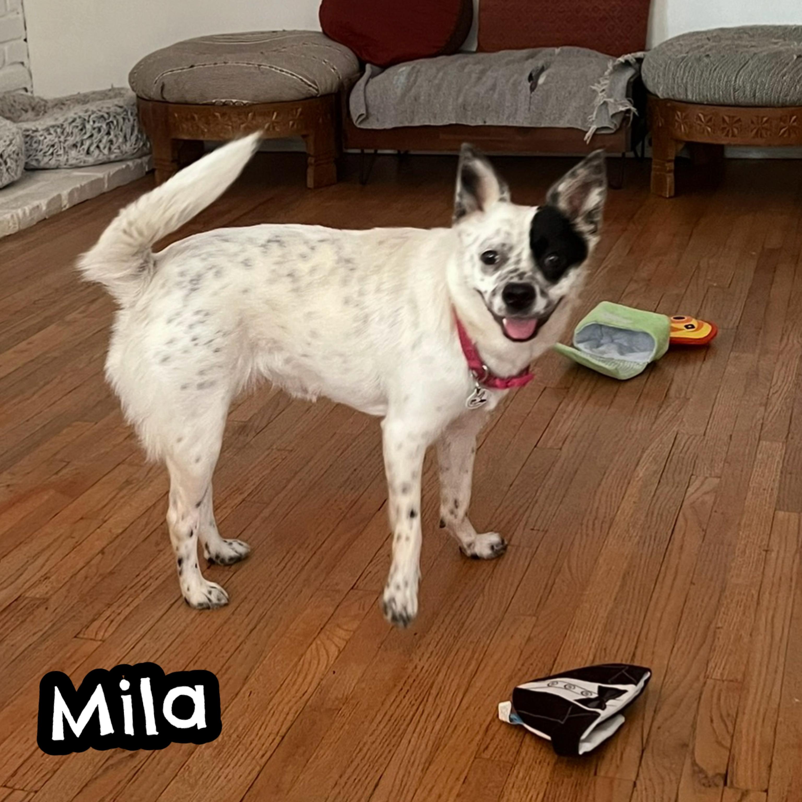 Enlarge Mila, a ADOPTABLE mixed breed in Glendora, CA image 4/6