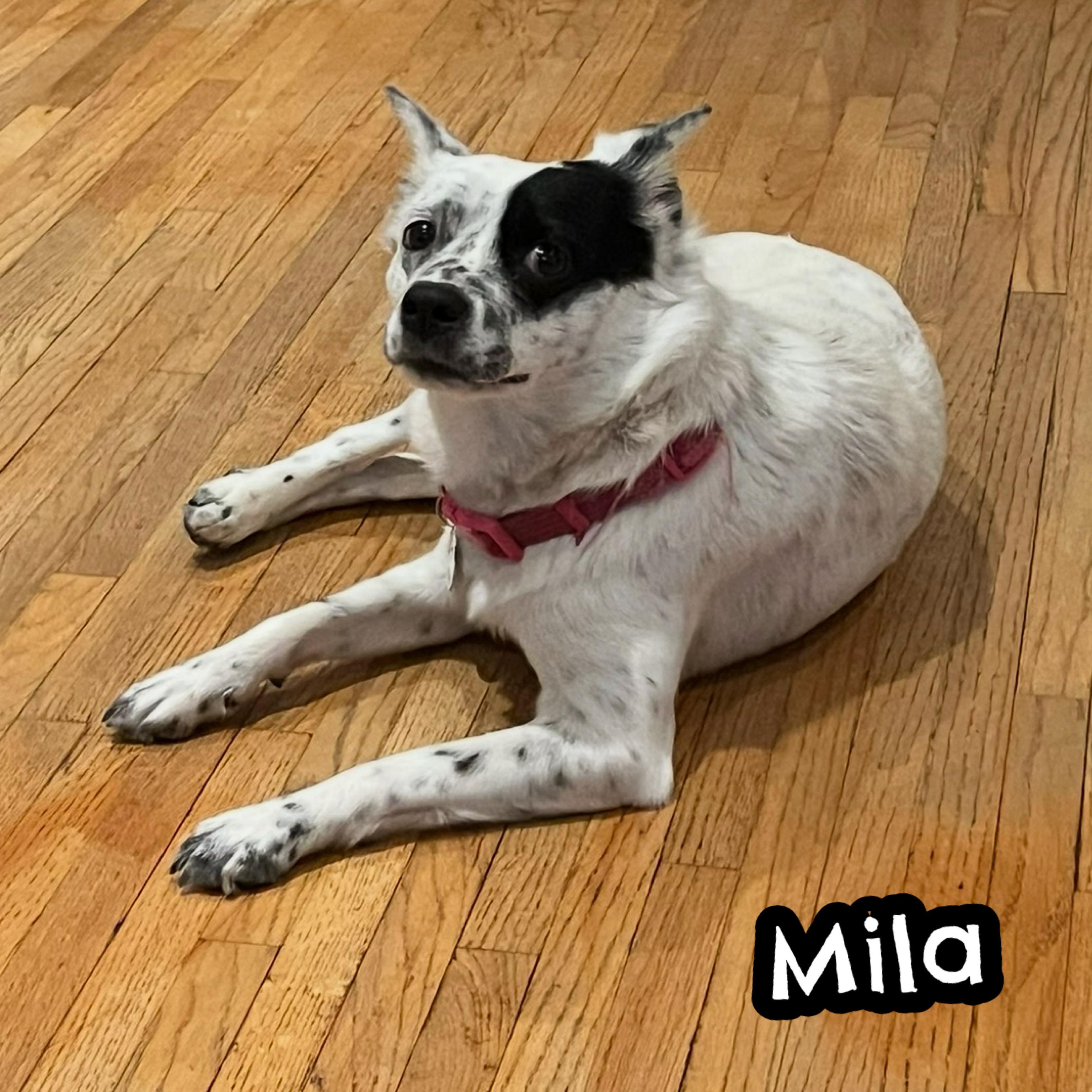 Enlarge Mila, a ADOPTABLE mixed breed in Glendora, CA image 3/6
