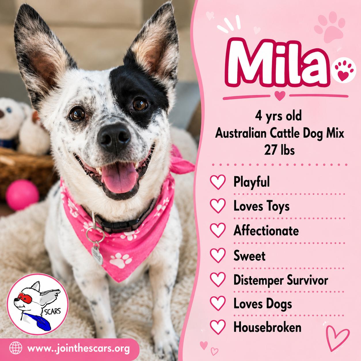 Mila, ADOPTABLE, Adult Female Australian Cattle Dog / Blue Heeler & Cattle Dog.