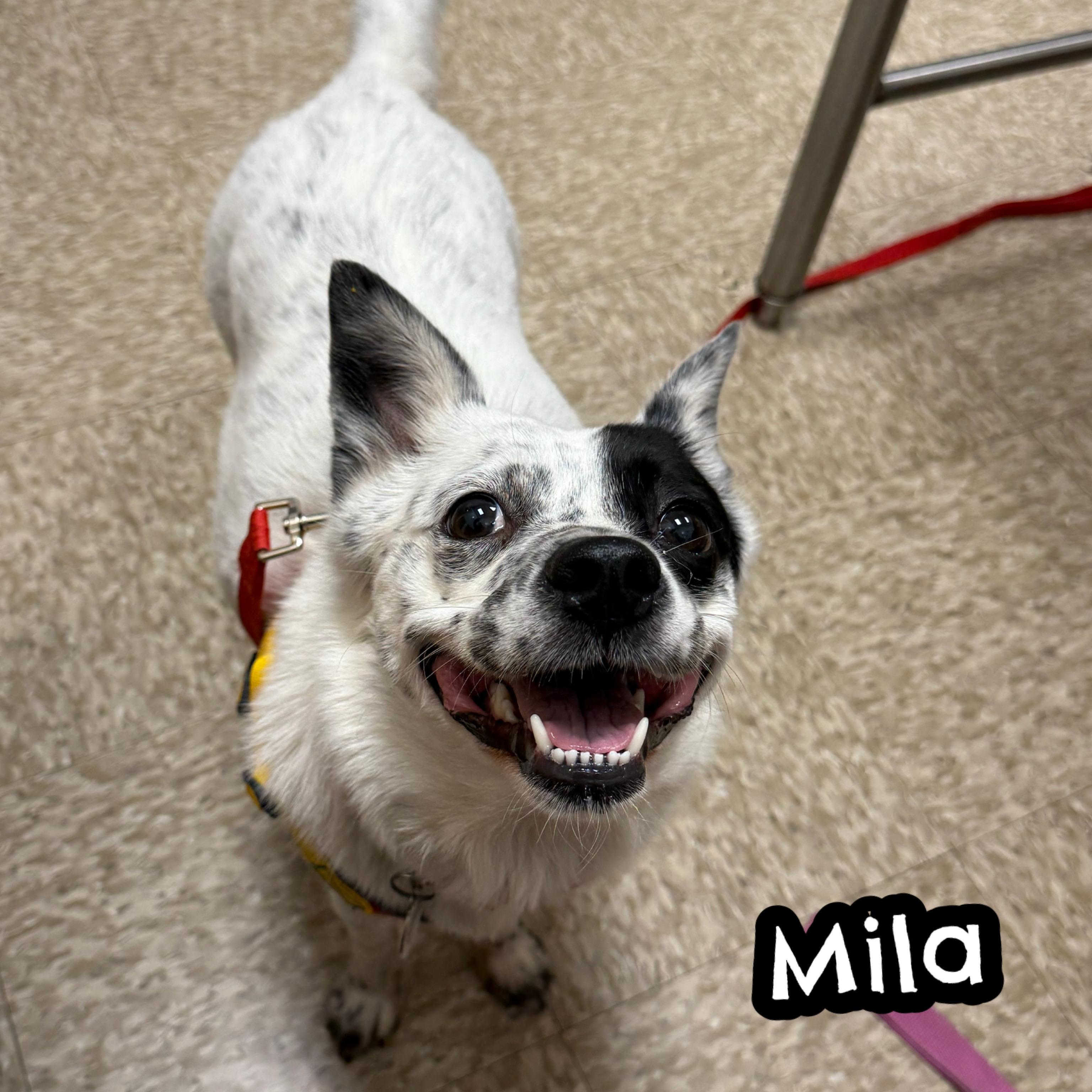 Enlarge Mila, a ADOPTABLE mixed breed in Glendora, CA image 5/6