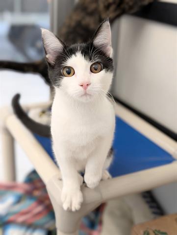 JIMOTHY, Adoptable, Young Male Domestic Short Hair.