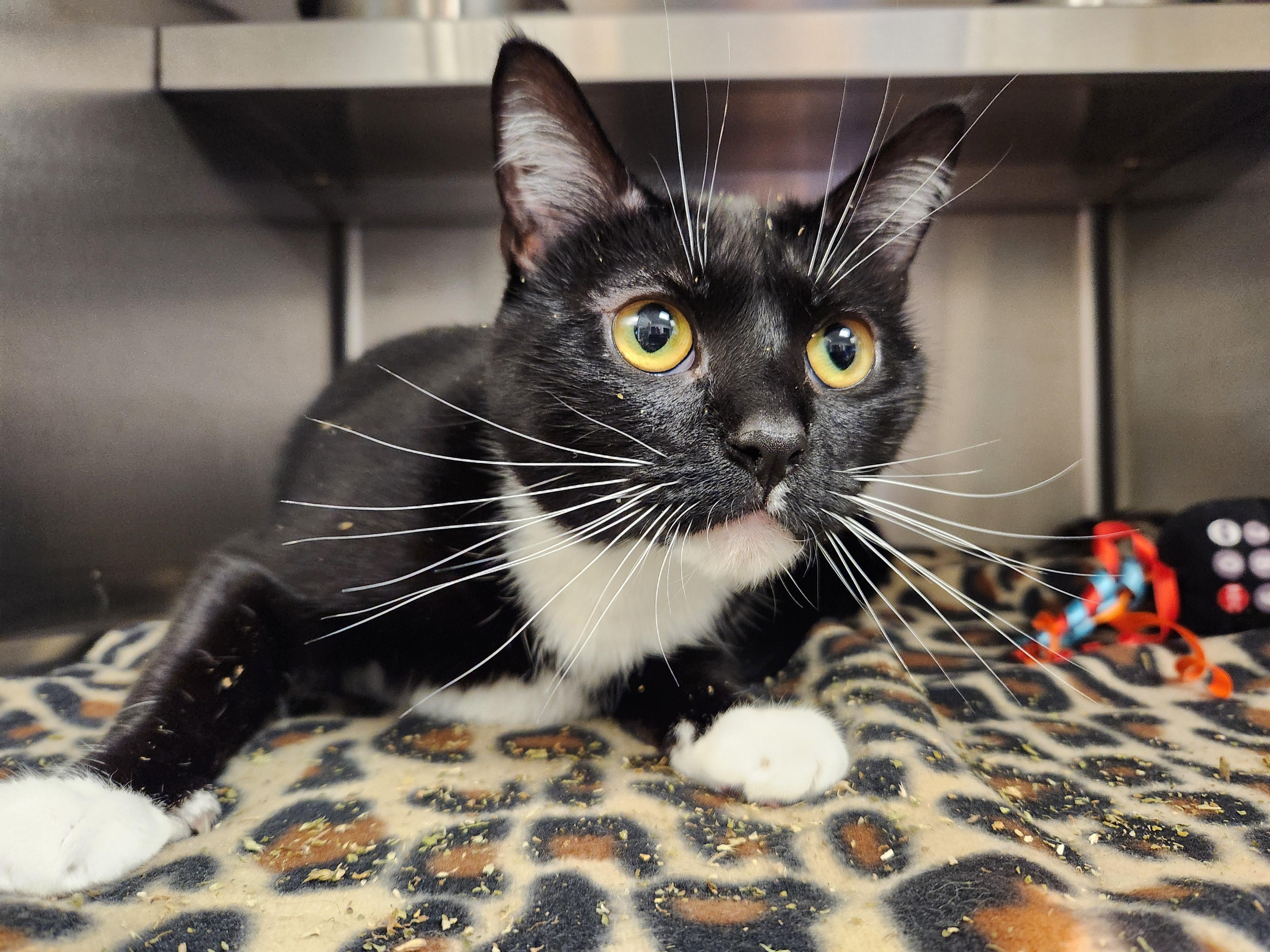 Gisela, ADOPTABLE, Young Female Domestic Short Hair.