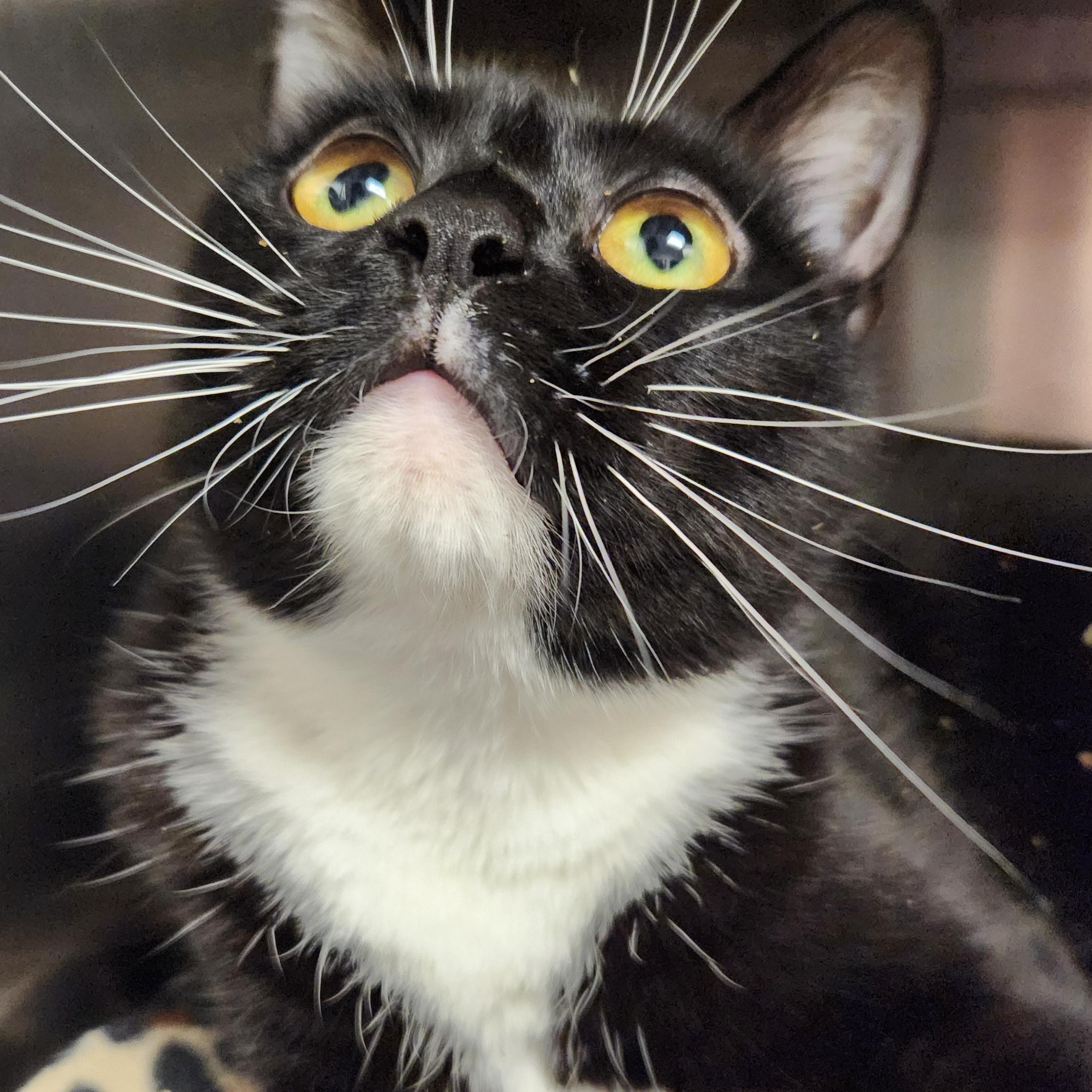 Gisela, a ADOPTABLE Domestic Short Hair in Liberty, MO image 2/2