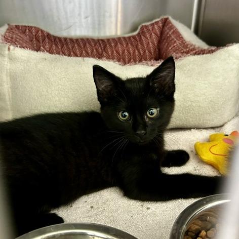 Jinx, Adoptable, Kitten Female Domestic Medium Hair.