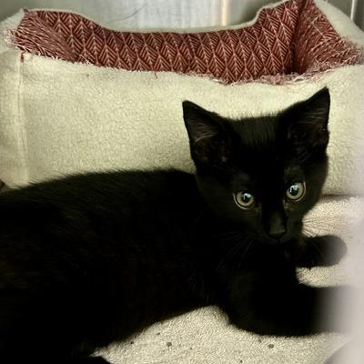Enlarge Jinx, a Adoptable Domestic Medium Hair in Poplar Bluff, MO image 2/2