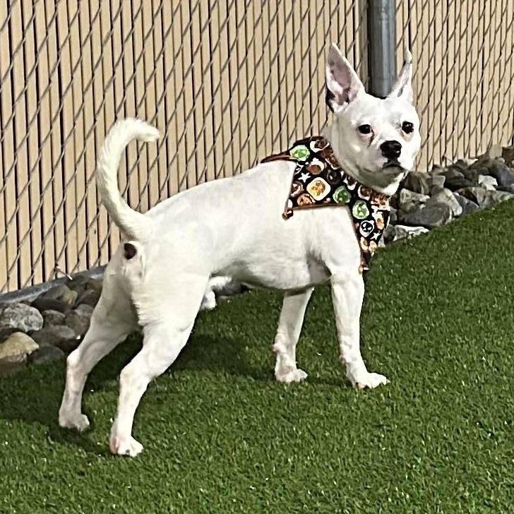 Meet GIZMO - What a gem! Young 