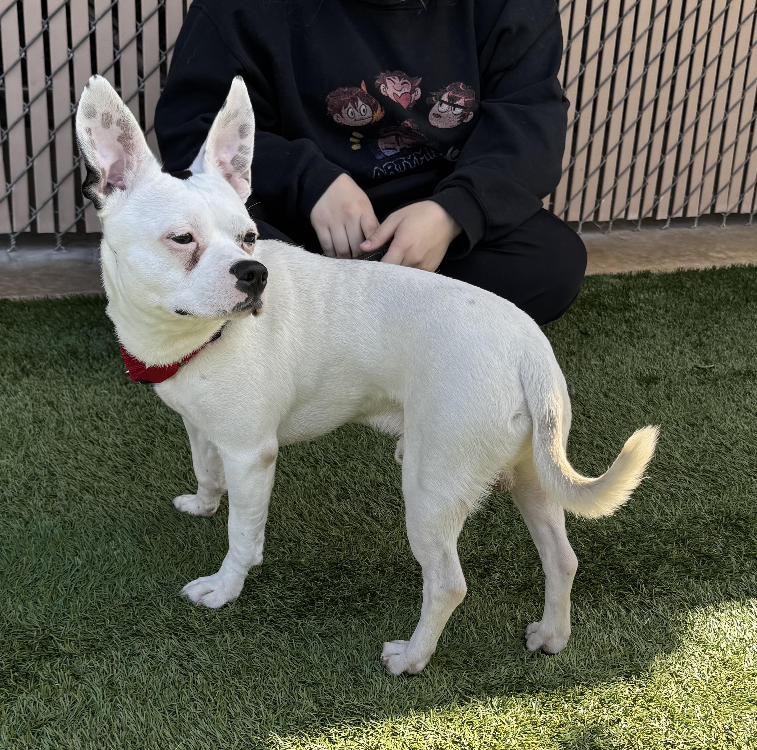 Meet GIZMO - What a gem! Young 