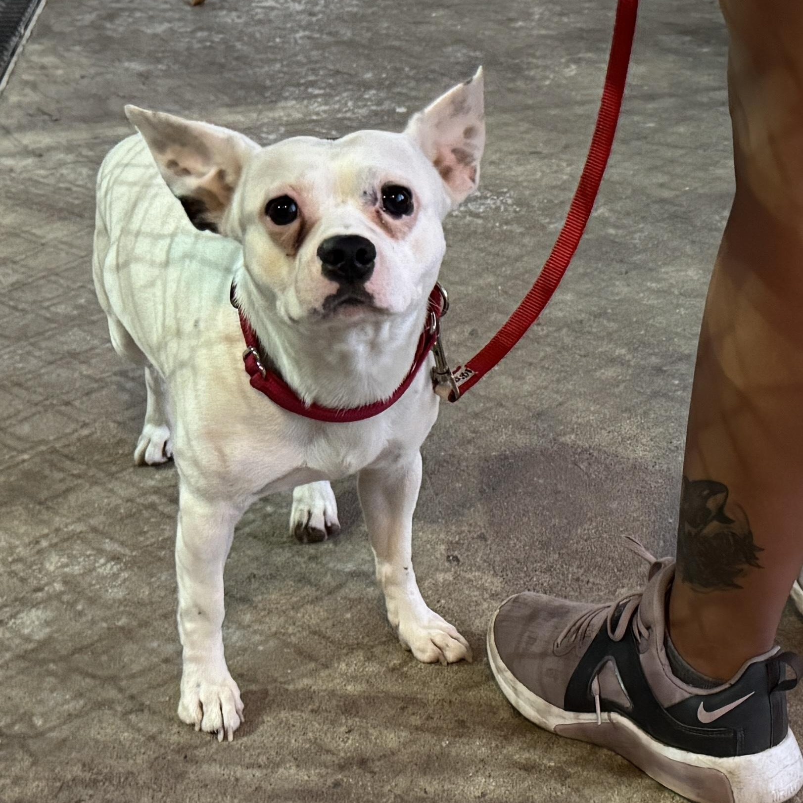 Meet GIZMO - What a gem! Young 