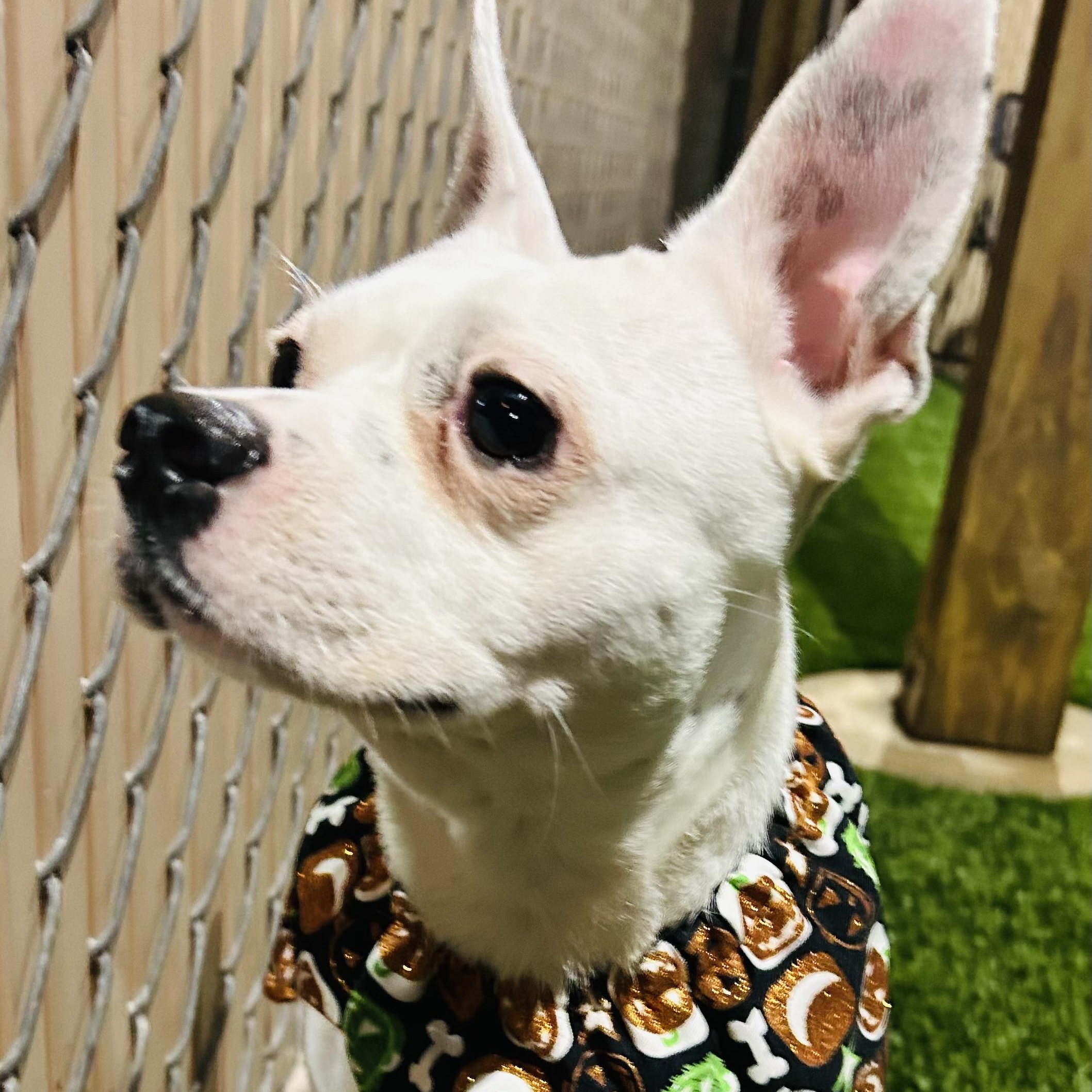 Meet GIZMO - What a gem! Young 