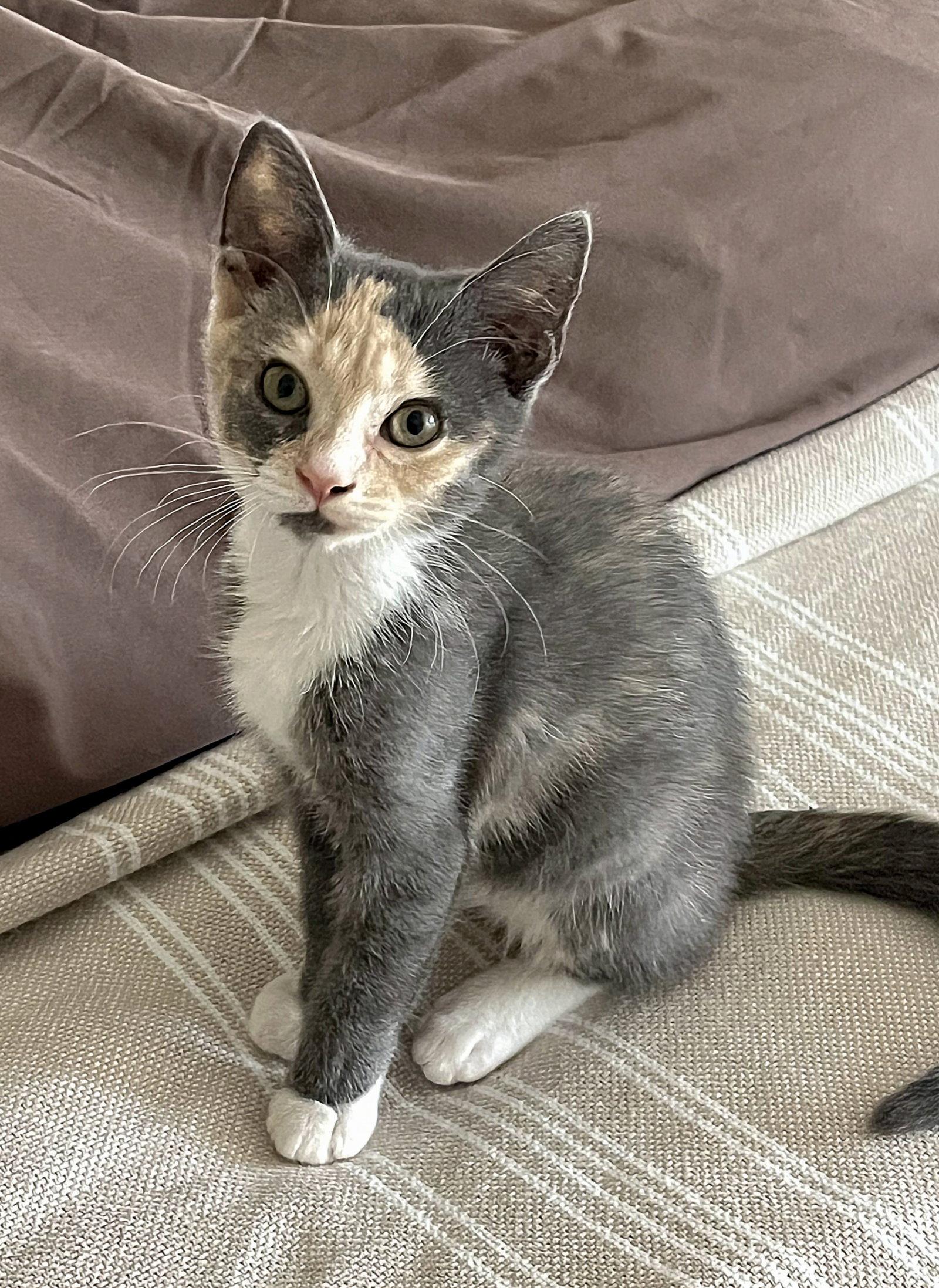 Tammi, Adoptable, Kitten Female Dilute Calico.