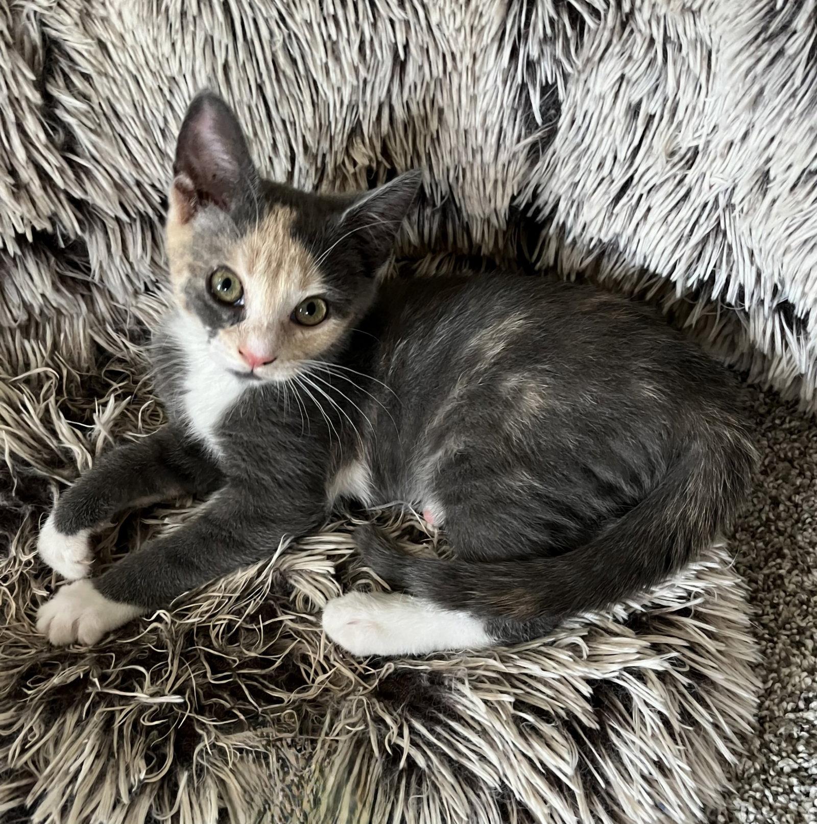Enlarge Tammi, a Adoptable Dilute Calico in Whitehall, PA image 2/3