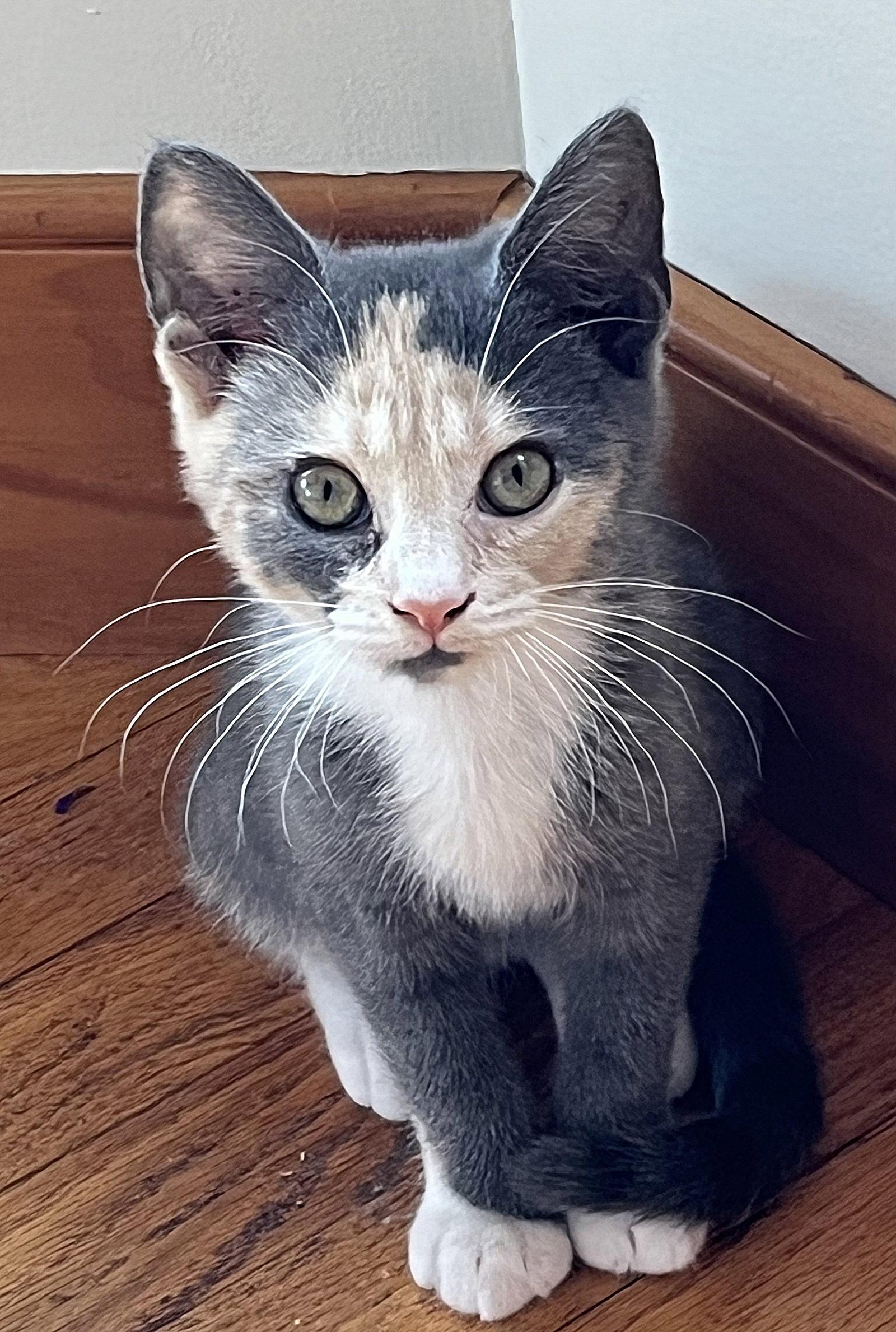 Enlarge Tammi, a Adoptable Dilute Calico in Whitehall, PA image 3/3