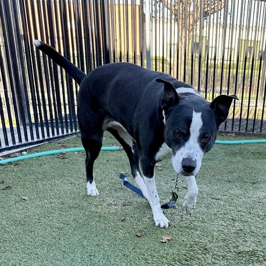 Haddie - ECAS, Adoptable, Senior Female Pit Bull Terrier & Border Collie.
