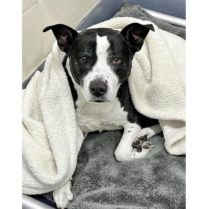 Enlarge Haddie - ECAS, a Adoptable mixed breed in Pleasanton, CA image 2/6