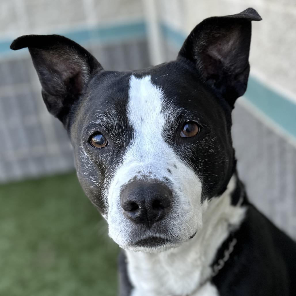 Enlarge Haddie - ECAS, a Adoptable mixed breed in Pleasanton, CA image 4/6