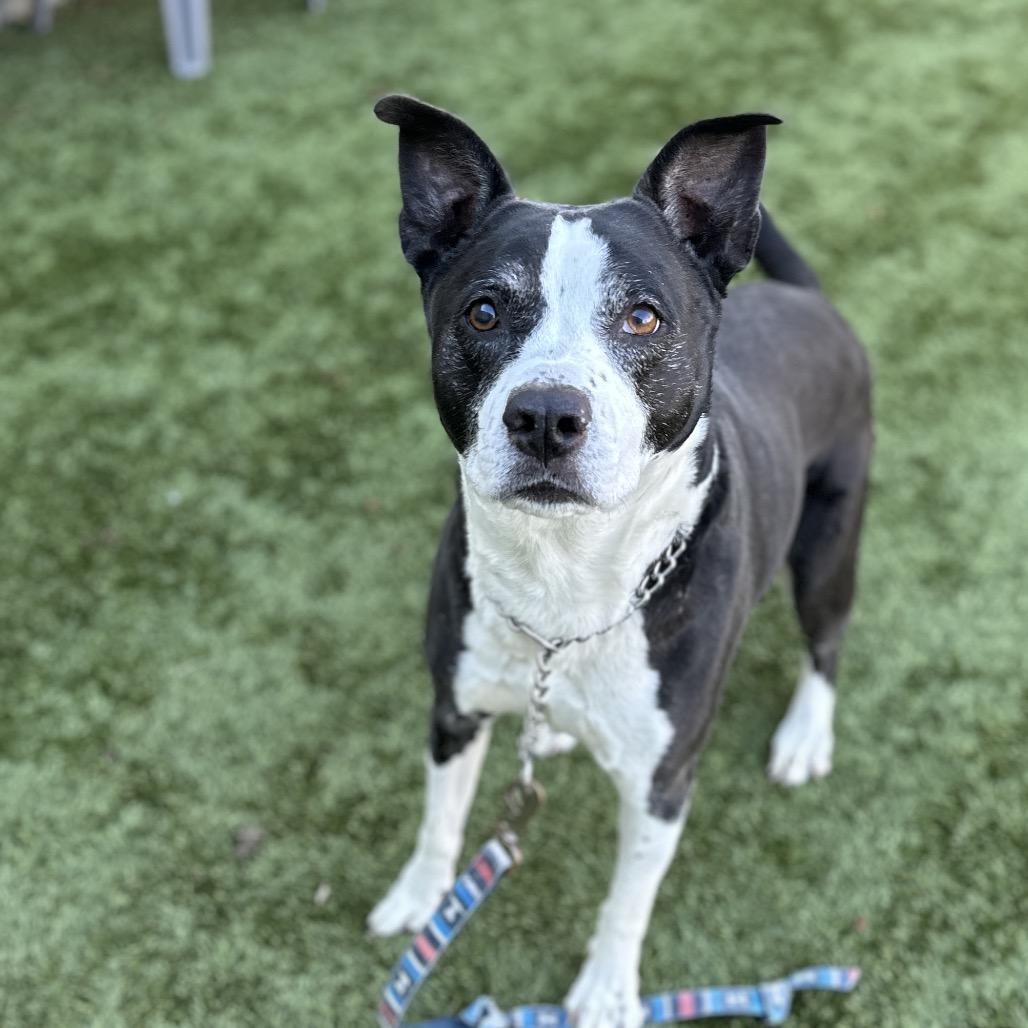 Enlarge Haddie - ECAS, a Adoptable mixed breed in Pleasanton, CA image 5/6