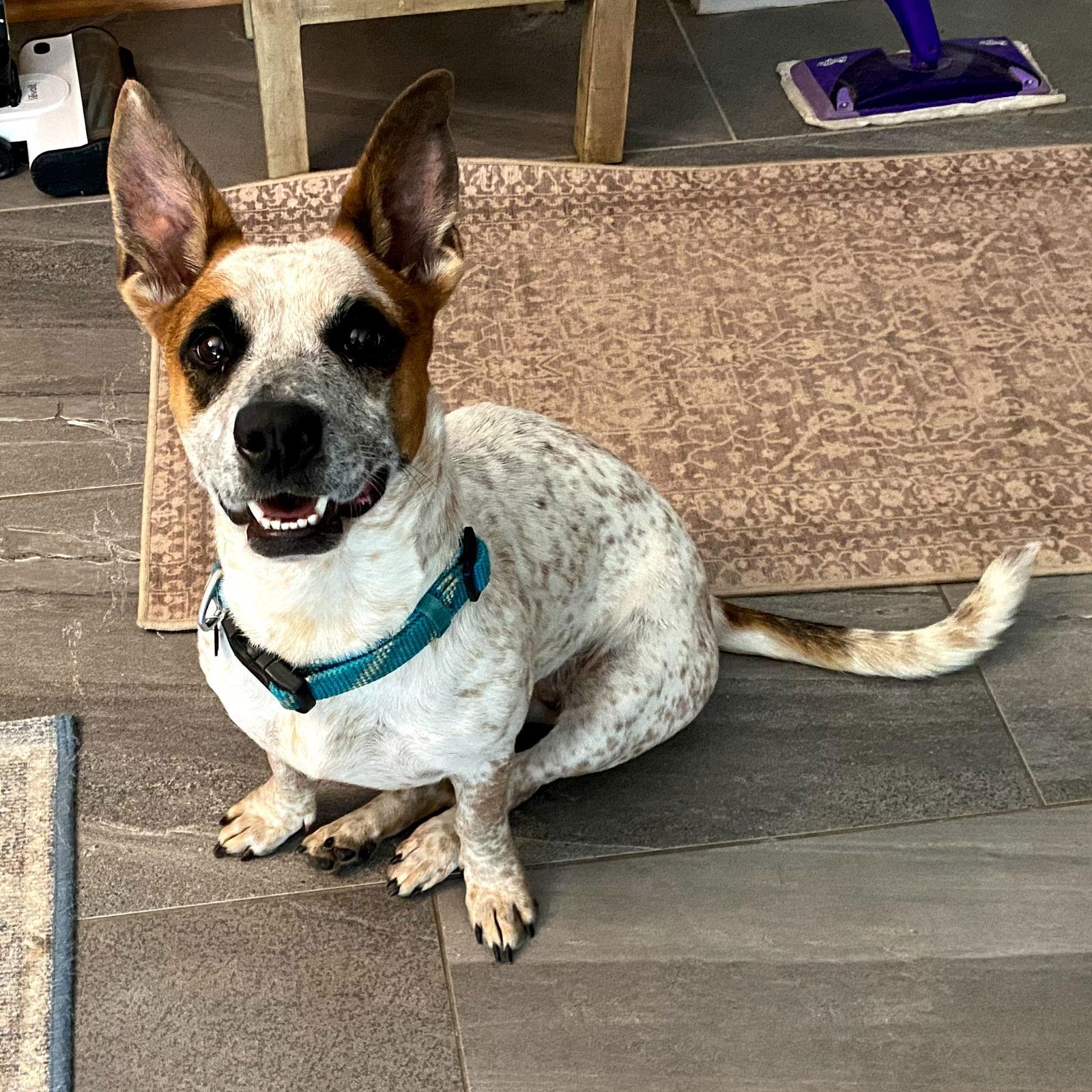 Sweetie #ms-congeniality, Adopted, Adult Female Australian Cattle Dog / Blue Heeler & Dachshund.